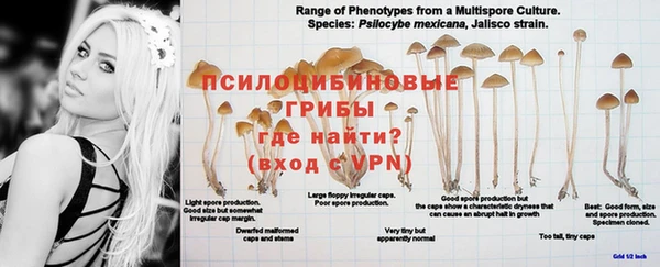 PSILOCYBIN Вязники